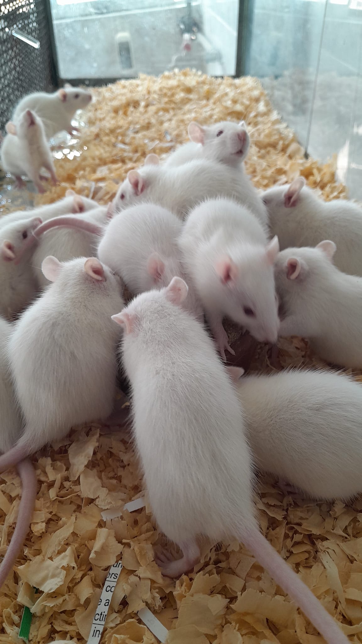 Ratas Ratones Bioterio.UNALM