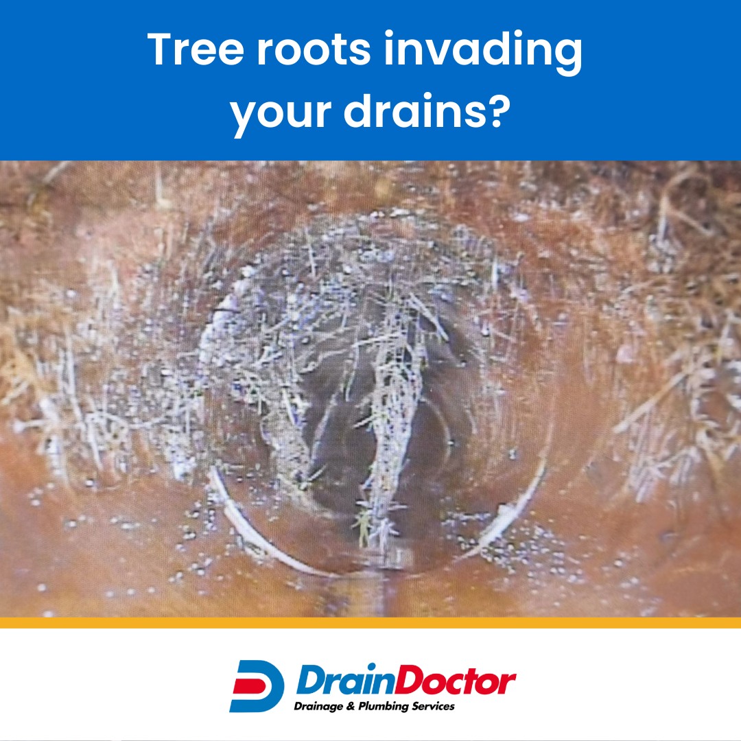 Drain - Did you know tree roots are one of the biggest culprits behind ...