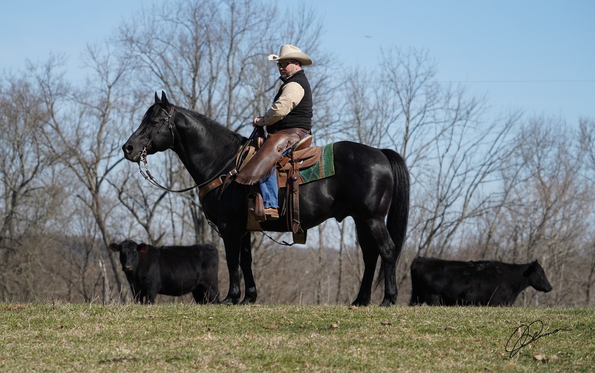 Cerulean Foundation Bulldog Quarter Horses