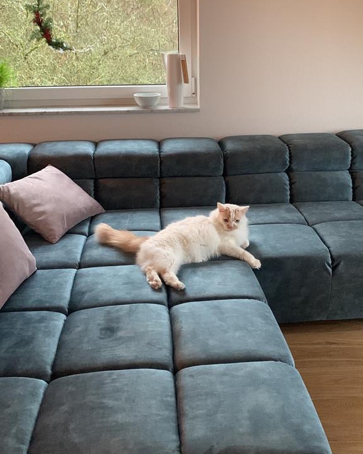 Viele Ausstellungsstücke zu Sonderpreisen ab sofort verfügbar über eBay Kleinanzeigen 🥳🤩 Wir bieten nicht nur Polstermöbel sondern auch Küchen, Wohnwände, Schlafzimmer und vieles mehr von unsererm Stammhaus Möbel Maier in Koblenz. Bei