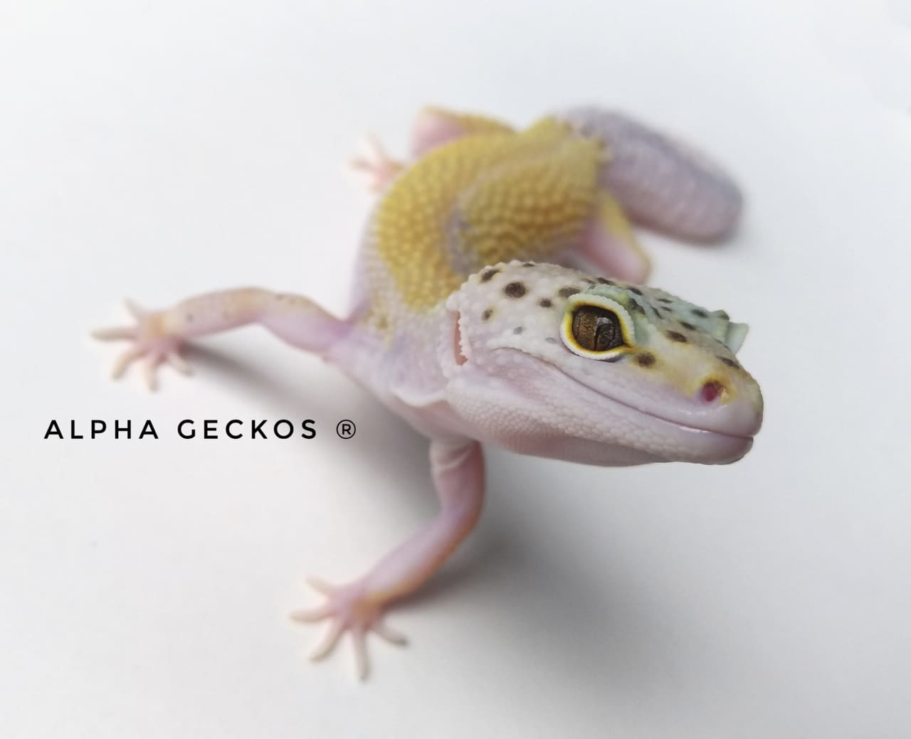 Alpha Geckos - One of the most popular exotic pets out... | Facebook