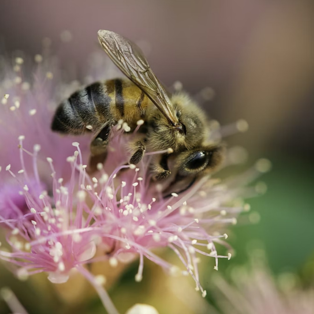 photofetcher-buzzing-with-excitement-on-world-honey-bee-day-did