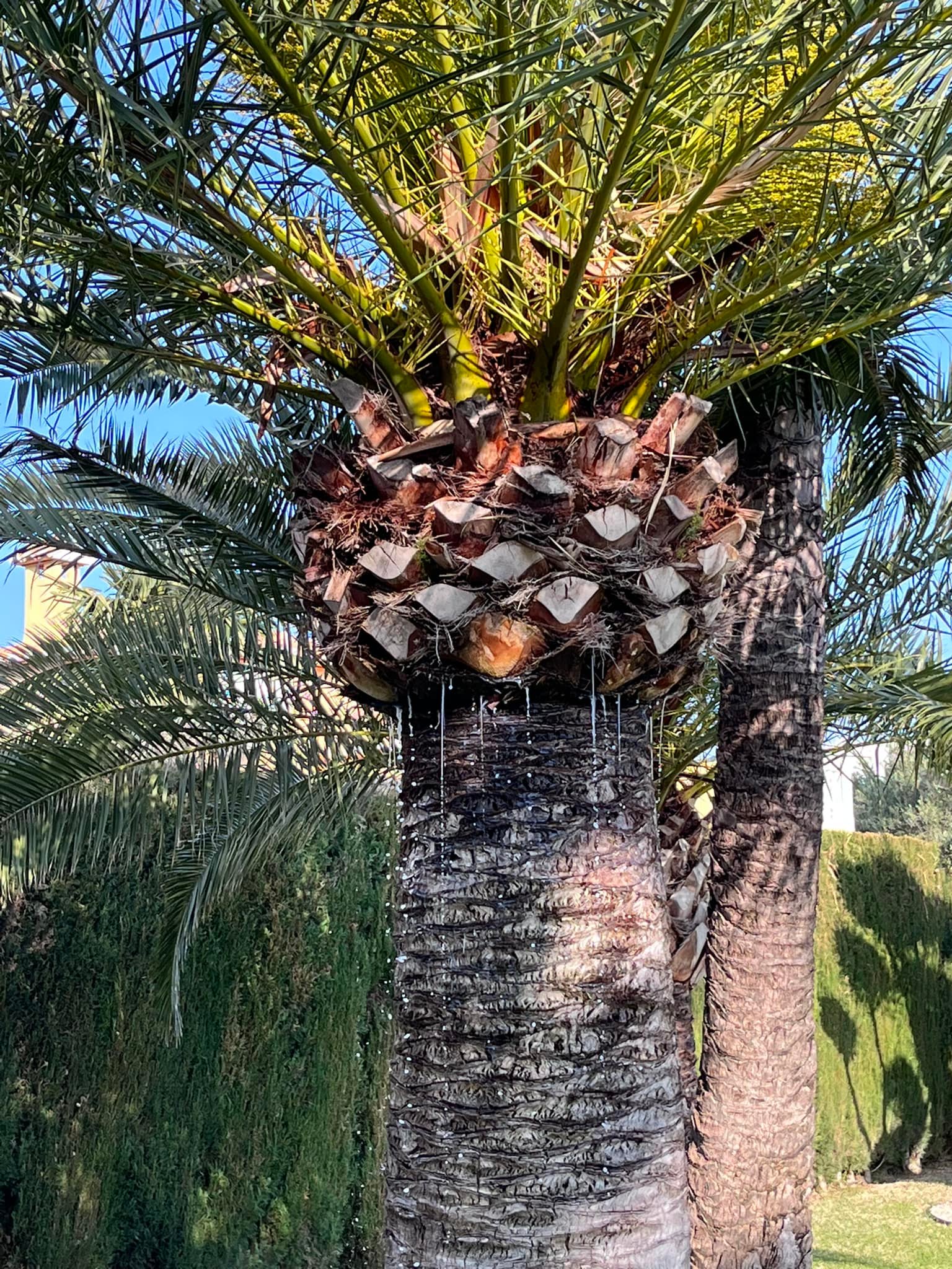 JGarden & Services | Pedreguer