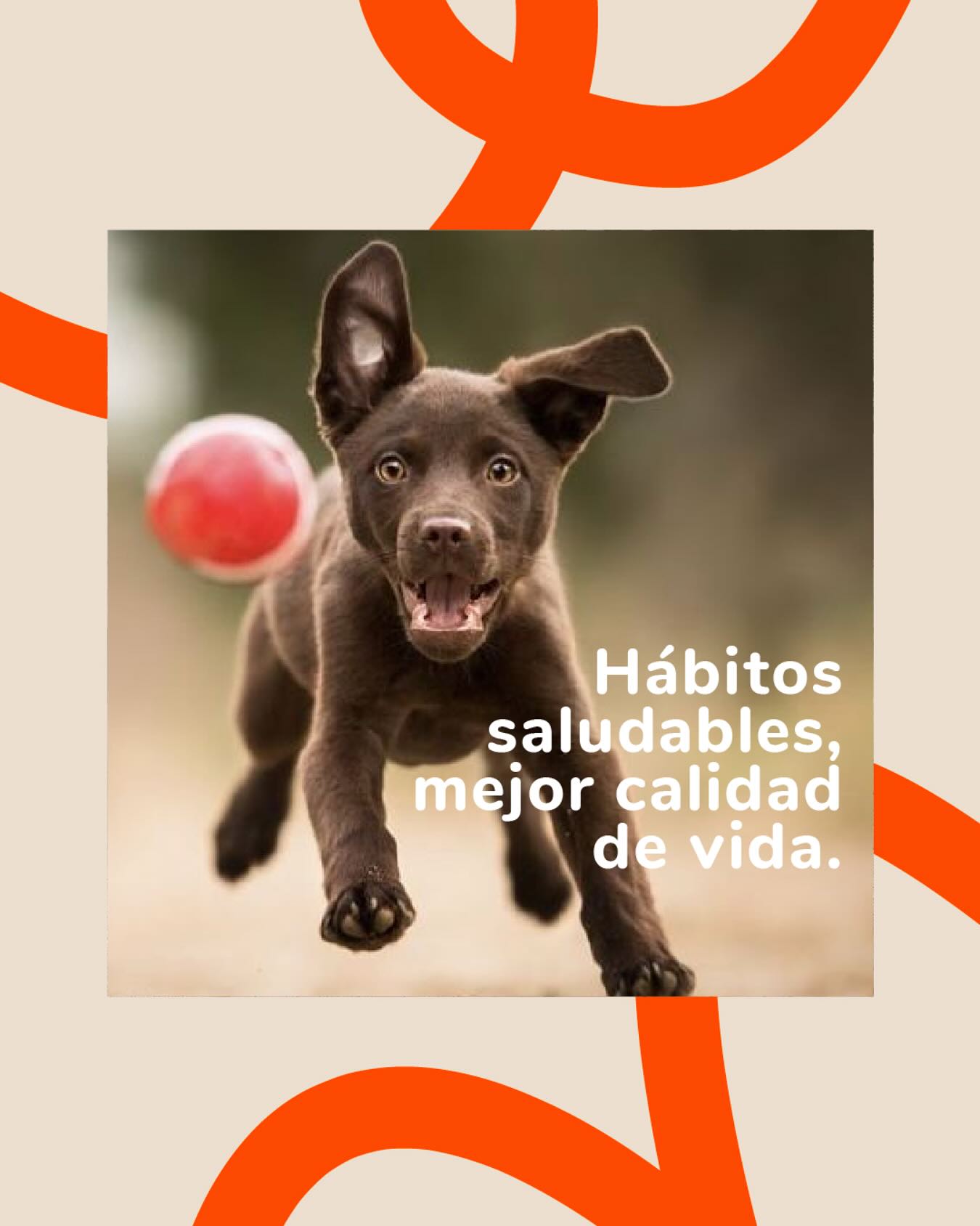 HiCan - Hábitos saludables Calidad de vida. Darles la mejor ...