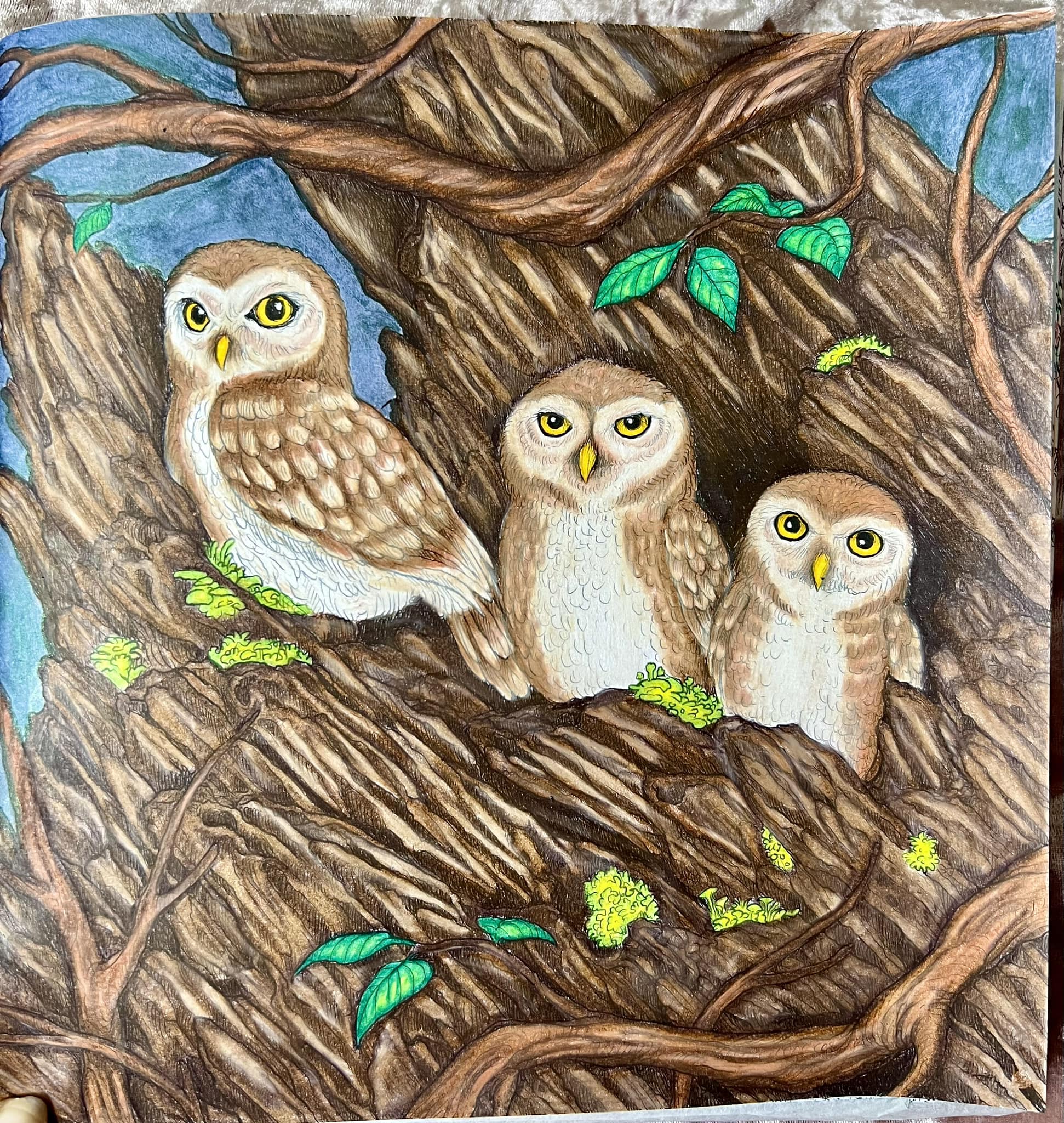 Forest owls from fragile world by Kerby Rosanes . Used