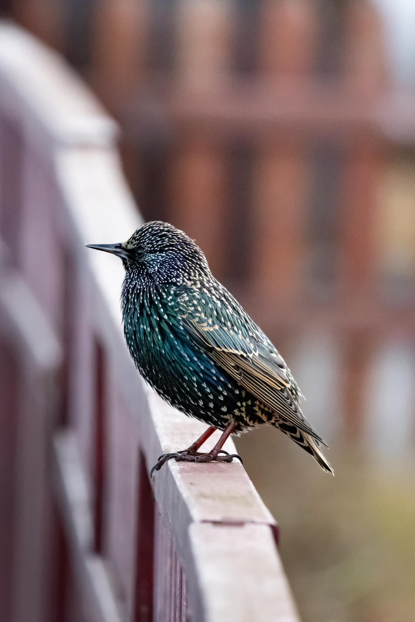 Starling murmuration Captured in the south of Jutland, Denmark on