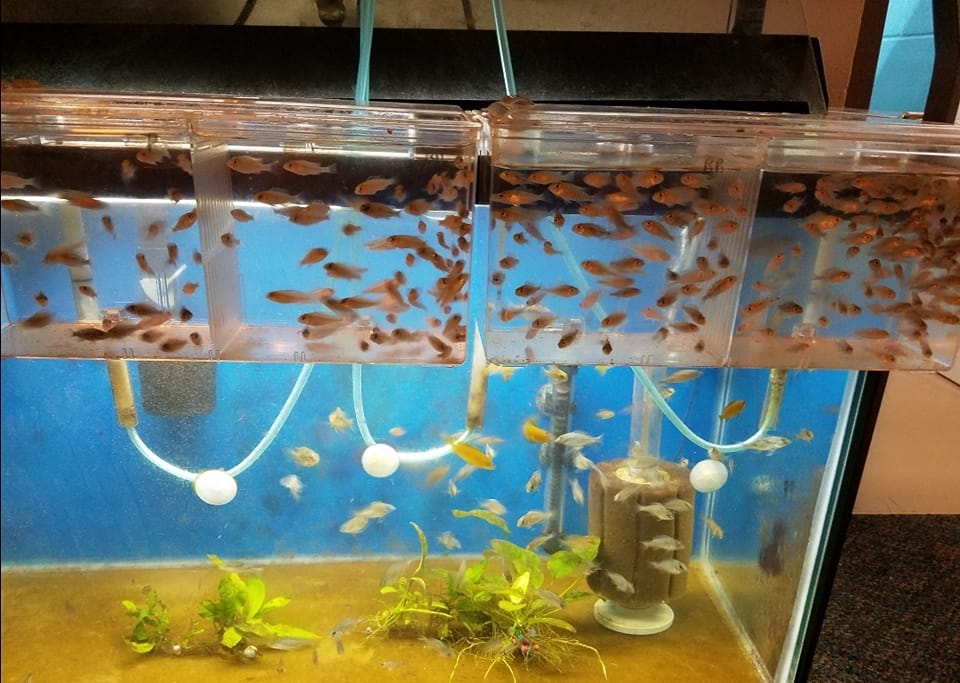 META Fish