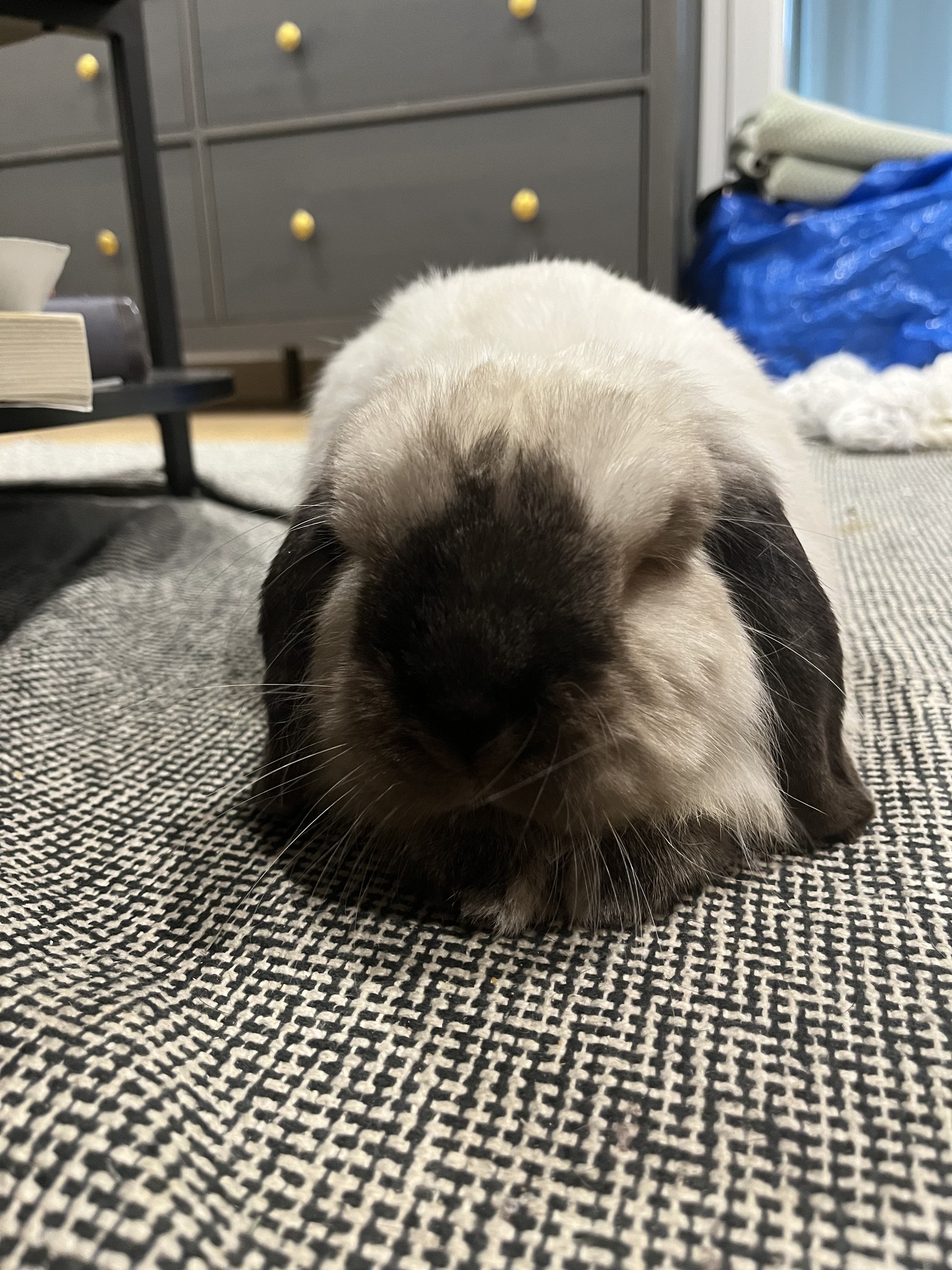 Cotton Tails Rabbit Rescue, Inc. | New City NY