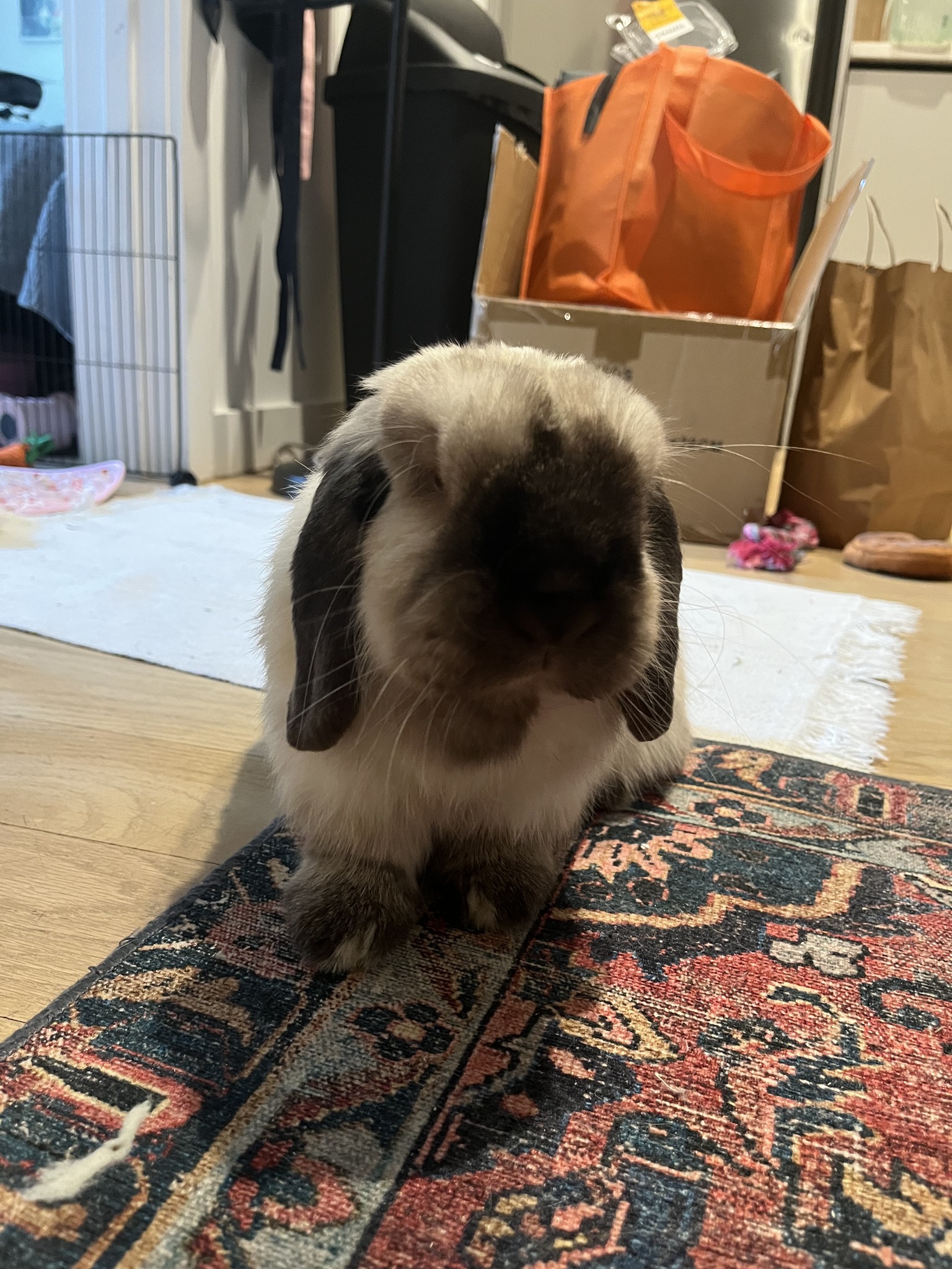 Cotton Tails Rabbit Rescue, Inc. | New City NY
