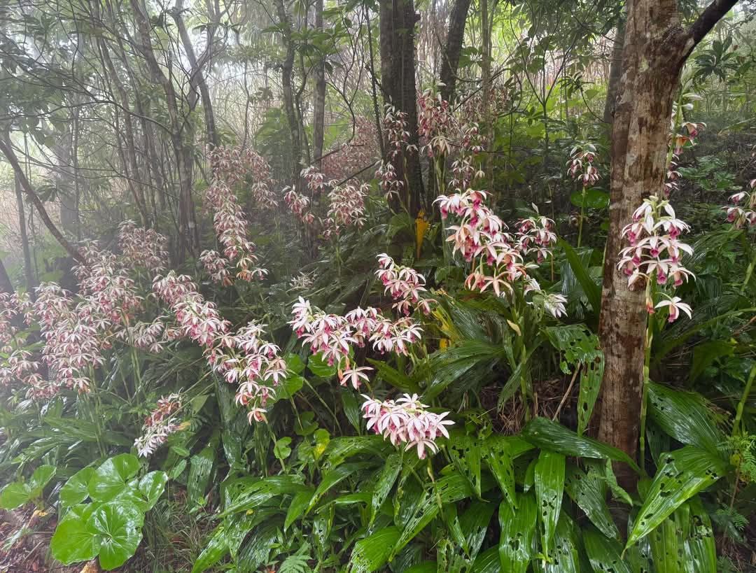 What type of wild orchid is this in North Myanmar?