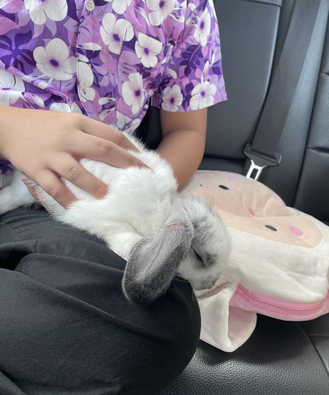 Pobunny’ฟาร์มกระต่ายโคราช