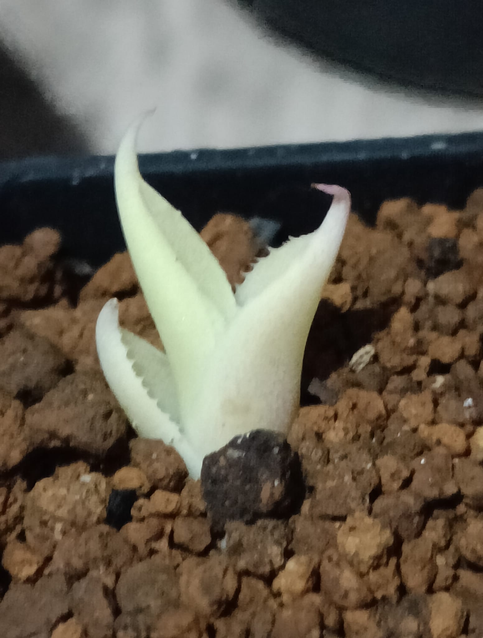 Growing agave oteroi from seeds in Japan
