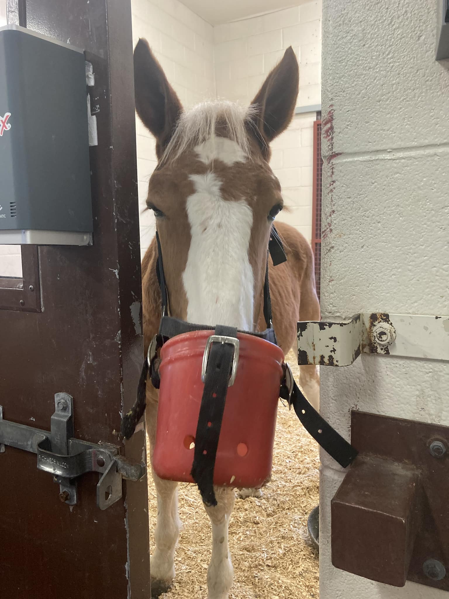 WARRIOR BLESSING UPDATE: DR. ESTELL HAS DONE IT!!! She medically managed what may have been under a less experienced veterinarian a surgical colic. She spent HOURS managing him personally all weekend and