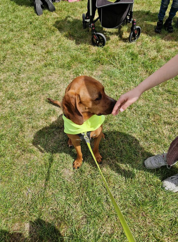 Roaming Tails Rescue
