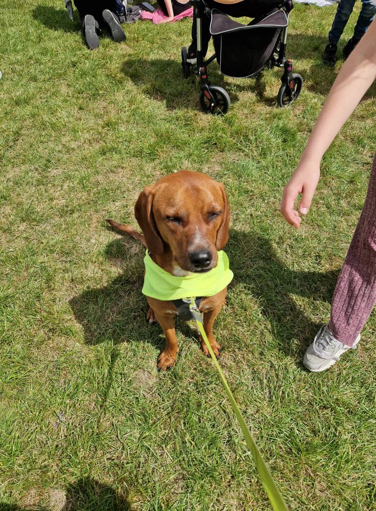 Roaming Tails Rescue