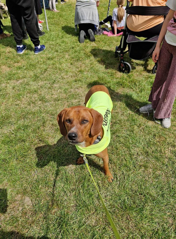 Roaming Tails Rescue