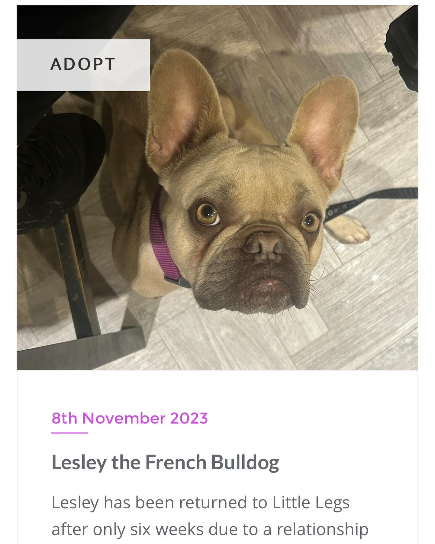 Lesley’s profile is back online... - Little Legs Dogs Rescue