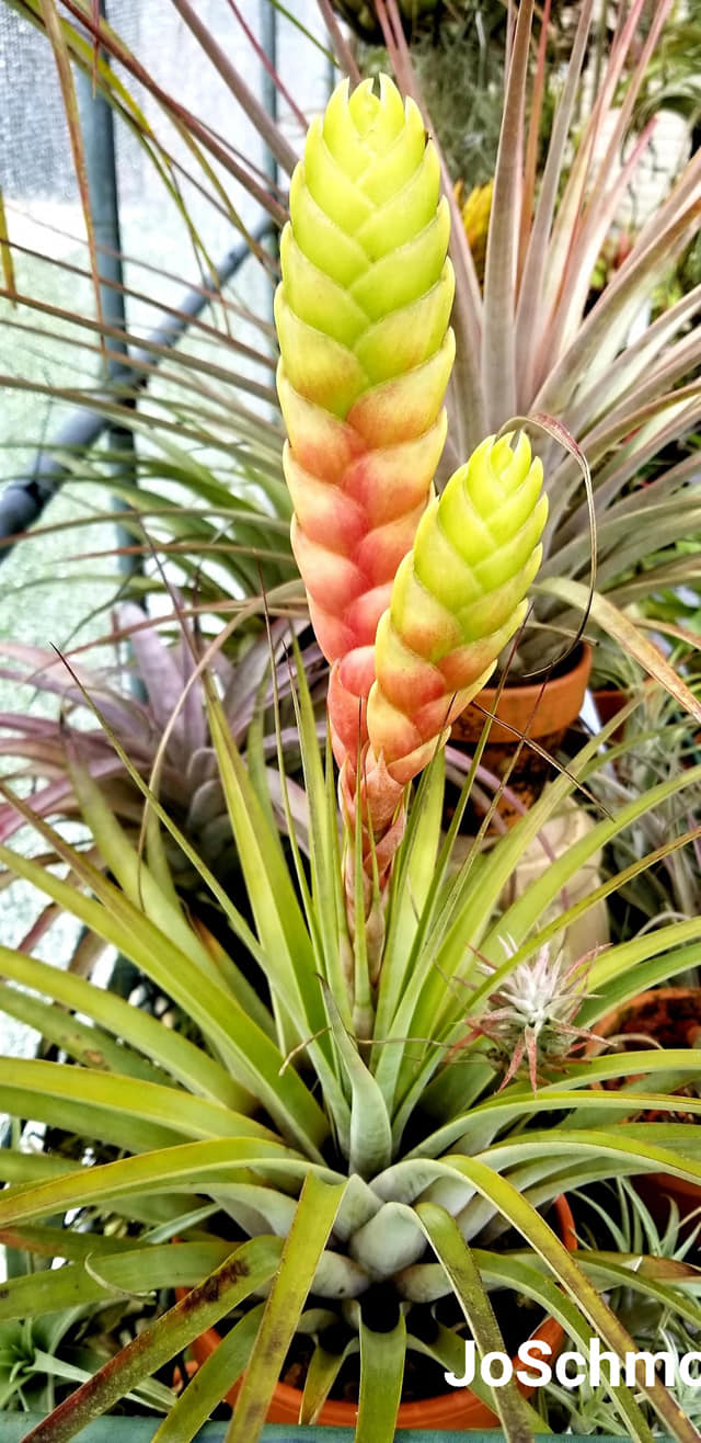 Tillandsia species jalisco monticola 'pink' with small t. ionantha