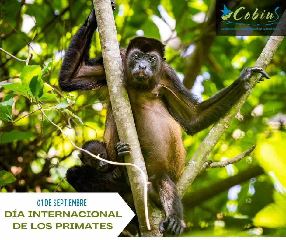 En... - Conservación de la Biodiversidad del Usumacinta A.C.