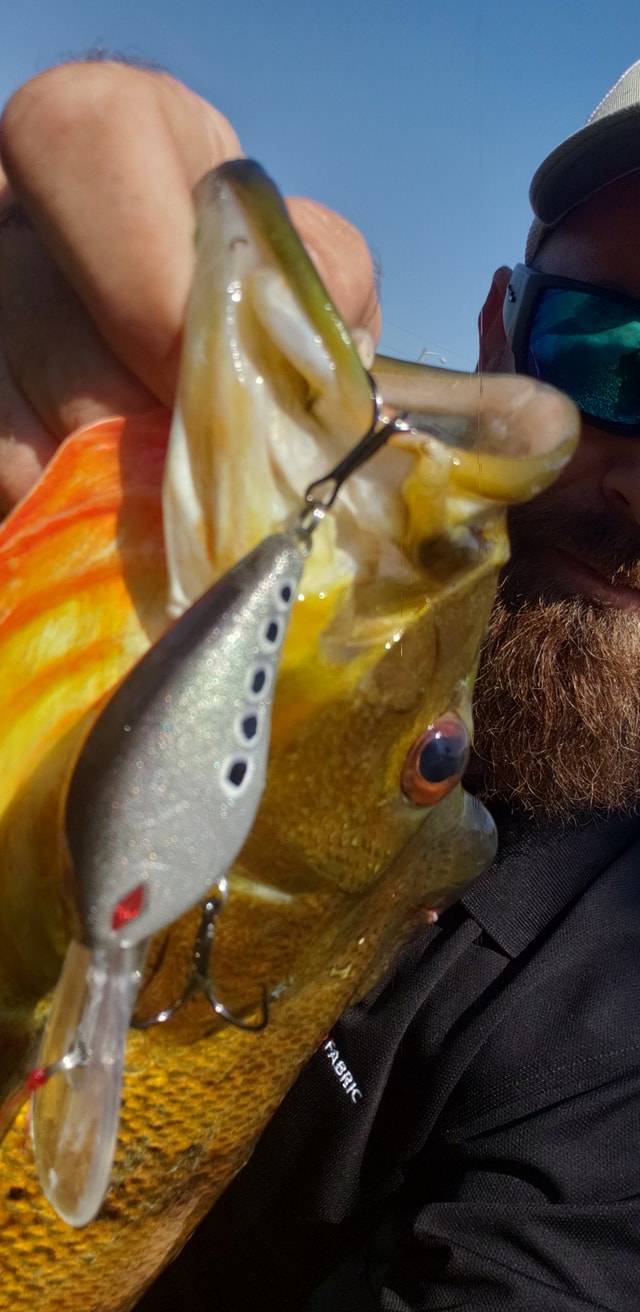 best net to use while fishing on a wallet DAIWA Folding Wood Handle — DRAGONtail Tenkara Techniques of fish hook The Yakoda Net Holder slammin scales Size:Griffon