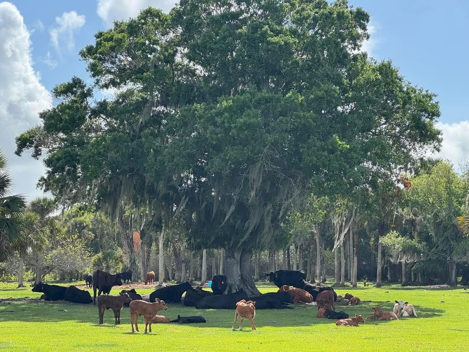 Covered Arrow Ranch | Okeechobee FL