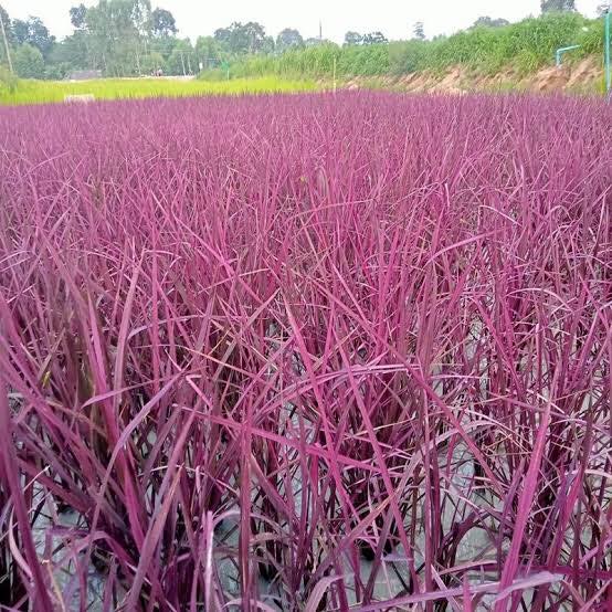 🌾Expérience : pink lady rice 🌾... - Suwan Organic Farmstay | Facebook