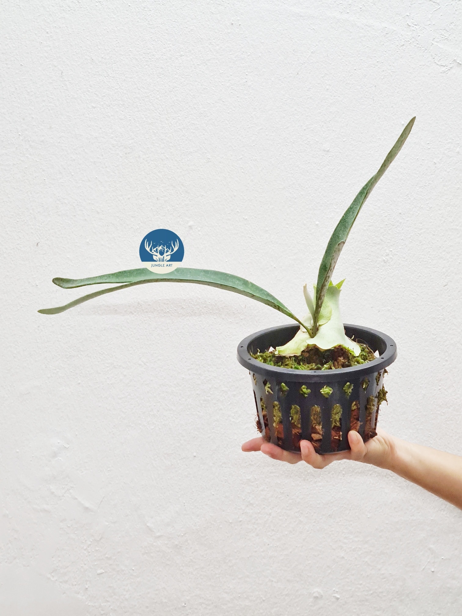 Platycerium Veitchii Silver | 银鹿