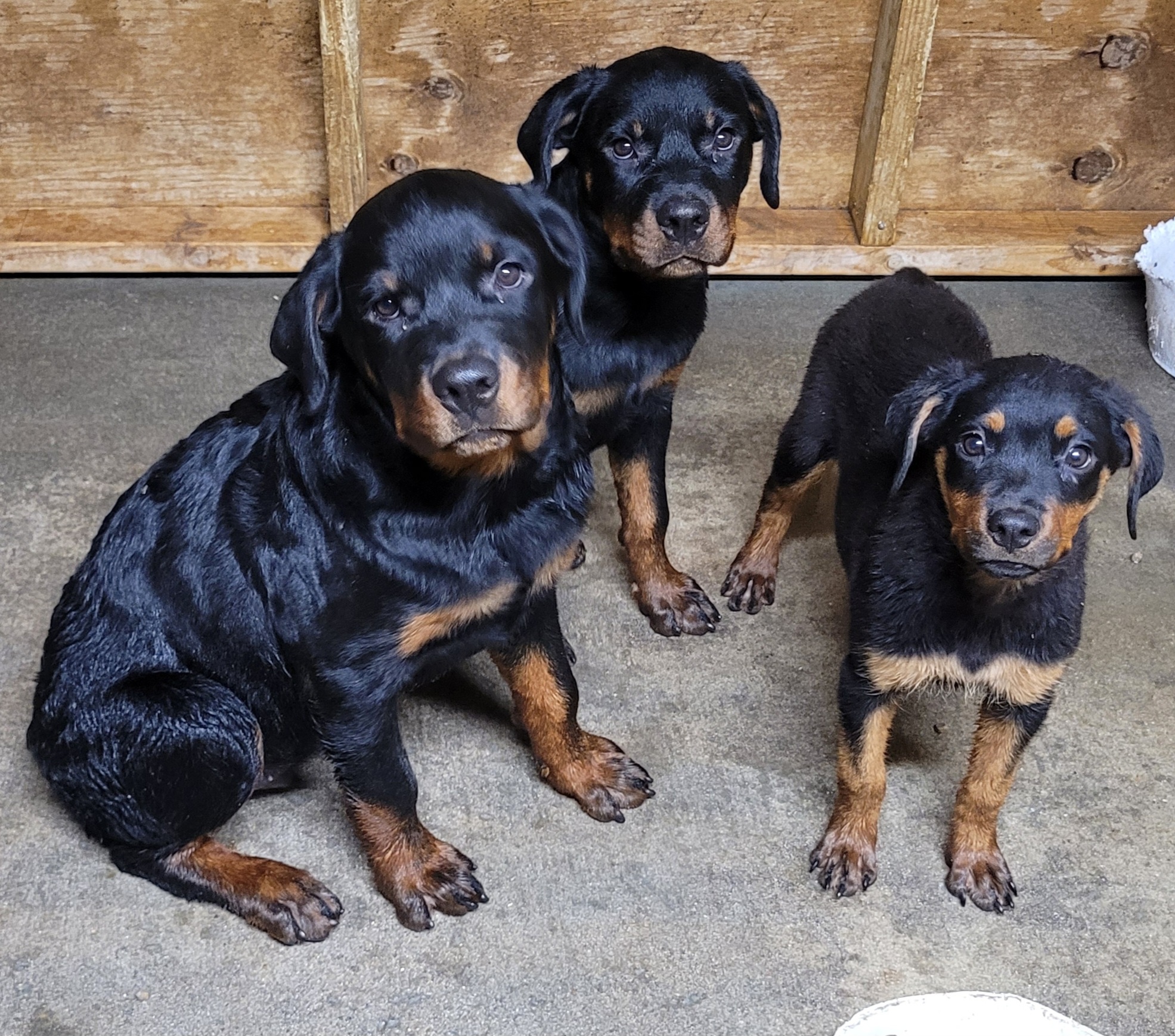 Dupree's Rottweiler Breeding Services. | Greenville NC