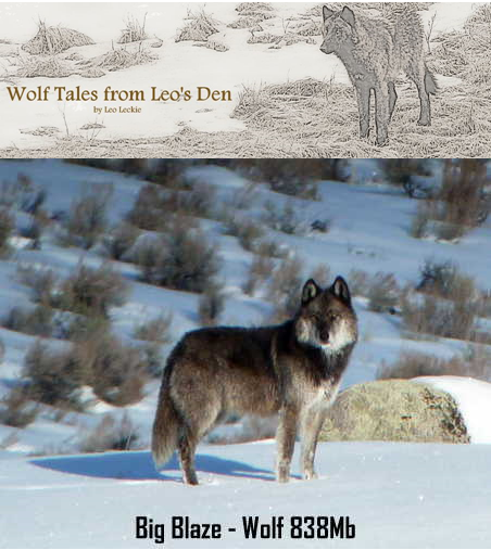 Yellowstone Wolf Family Tree
