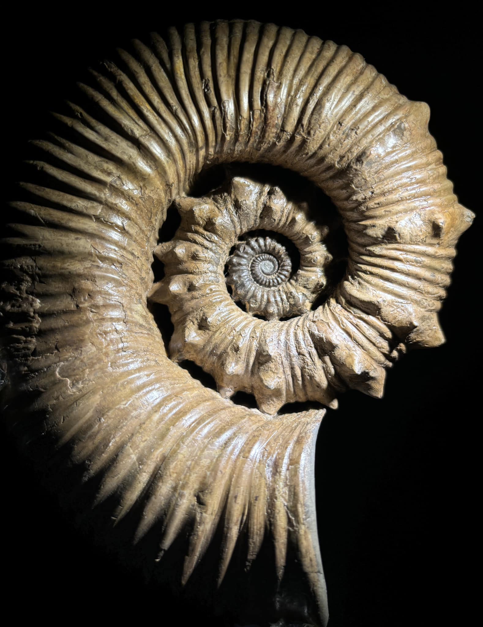 Australian ammonites: Australiceras jackii and Australiceras