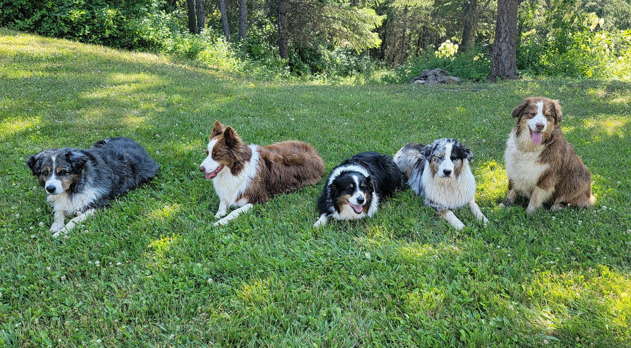 Switchback Ranch Aussies | Facebook