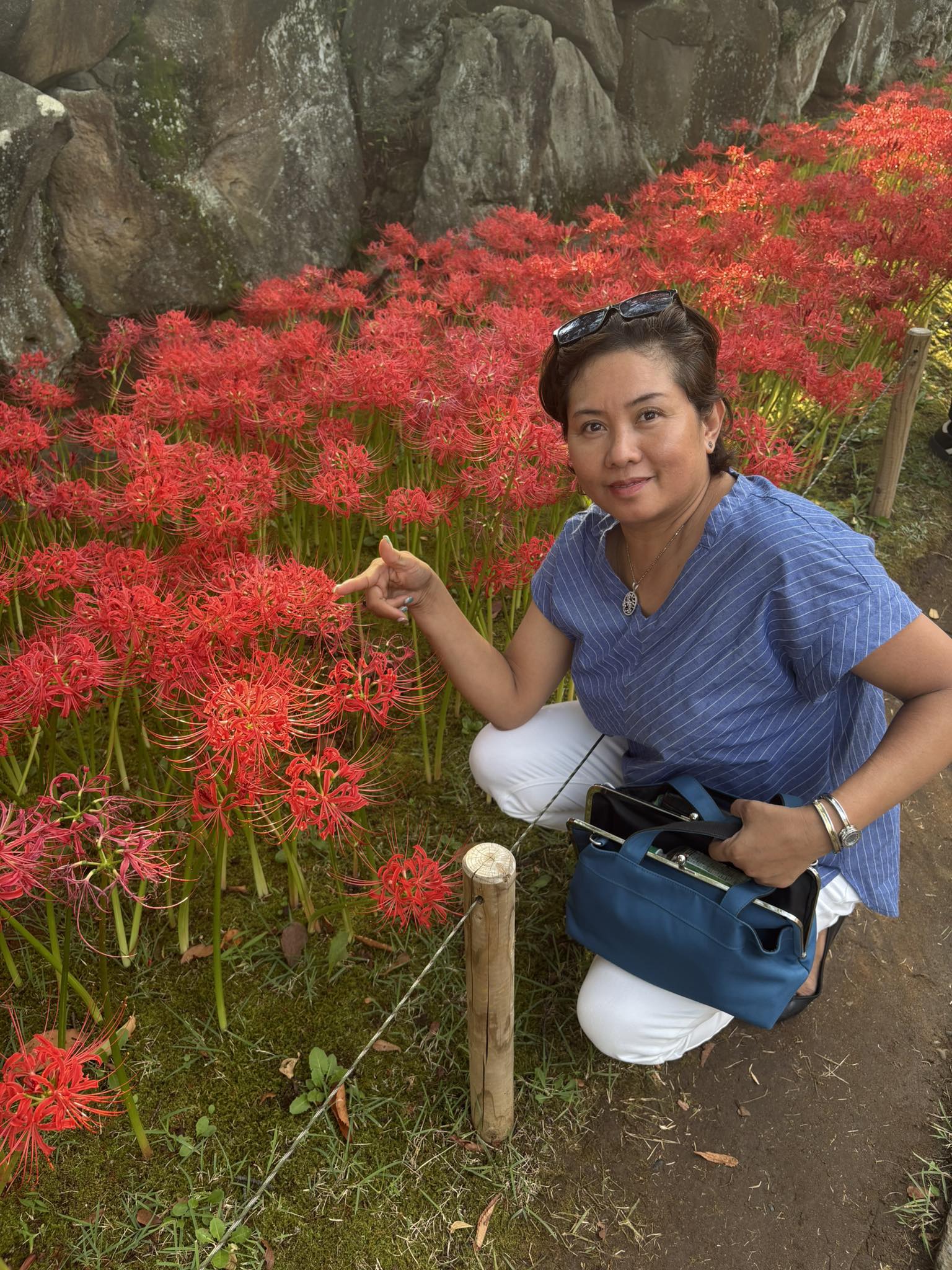 Higanbana blooms in Japan