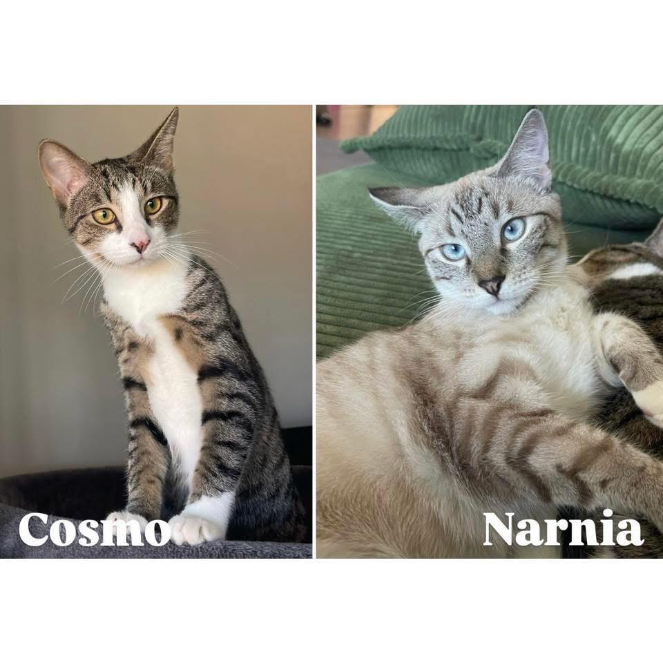 ~*OWNER ASSISTED ADOPTION*~ ️ MEET... - Perth Rescue Angels | Facebook