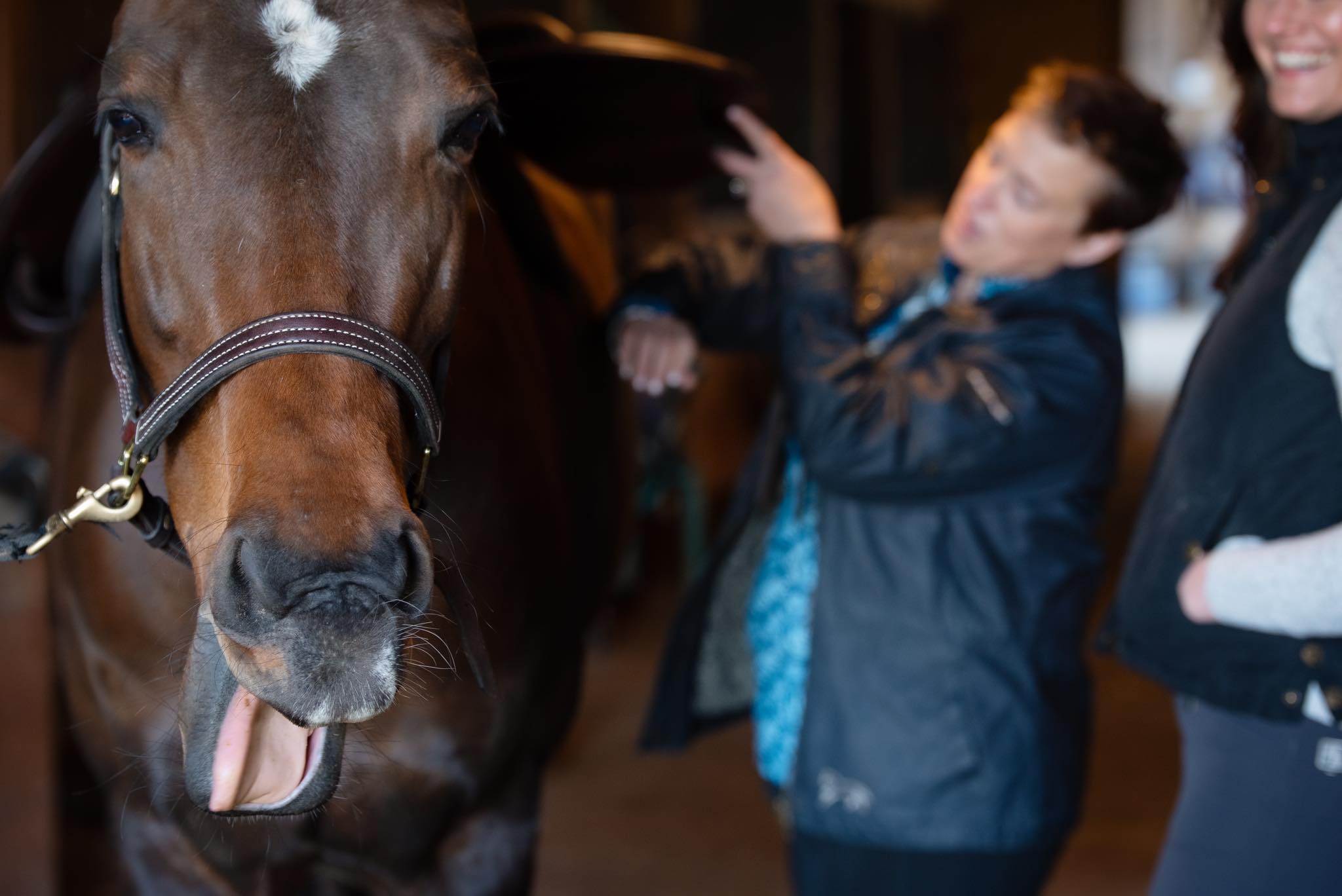 Mid Atlantic Saddlery and Tack Repair | Westminster MD