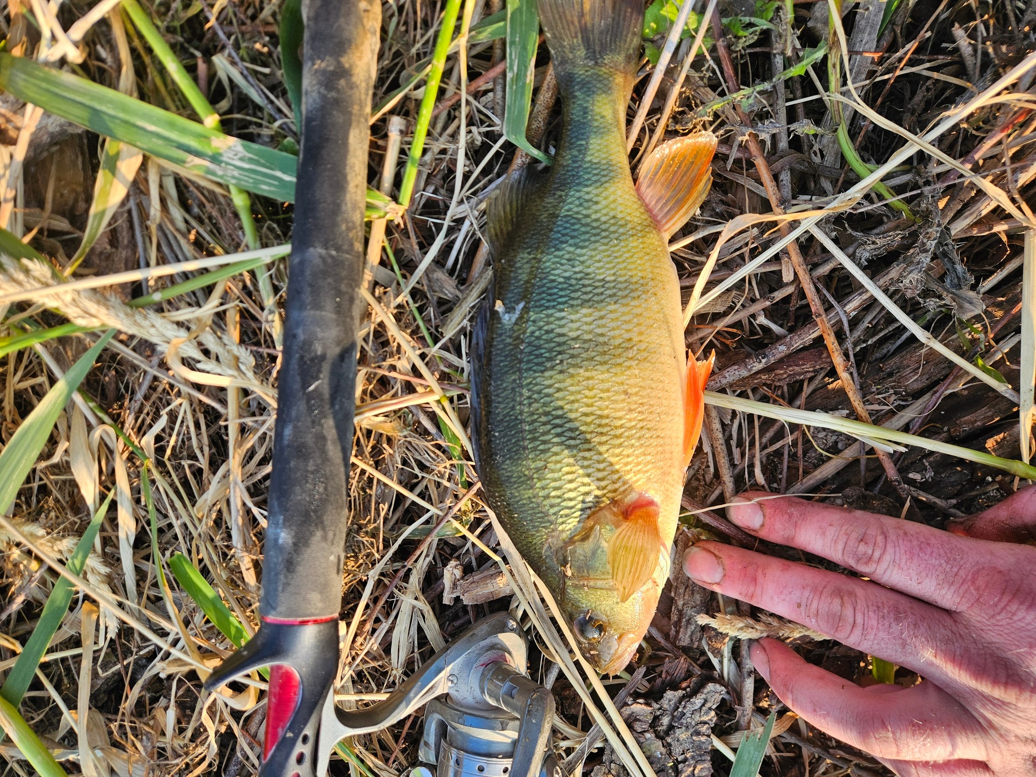 Iowa Farm Ponds With Fish Big Fish Caught In Farm Pond Thursday