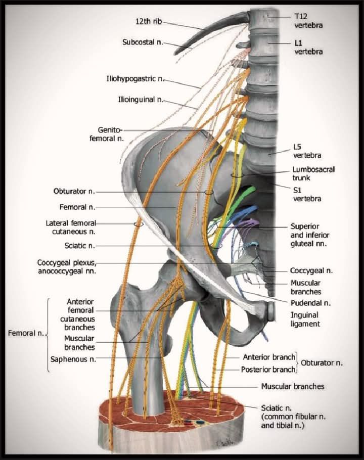 Doctor - The lumbar plexus is a network of nerves in the lower back ...