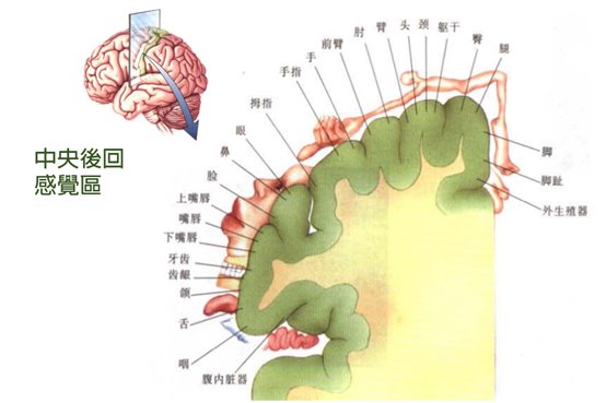 頭皮針有很多派別我是融合以下各家的精華為病人治療: 1.朱明清的朱氏