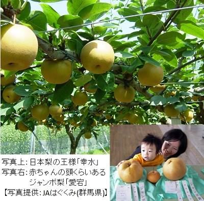 農林水産省 - 【進化を続ける日本梨】 毎日暑い日が続きますが、本日は、この時期にぴったりの水分、シャキシャキ感たっぷりの日本梨をご紹介します ...