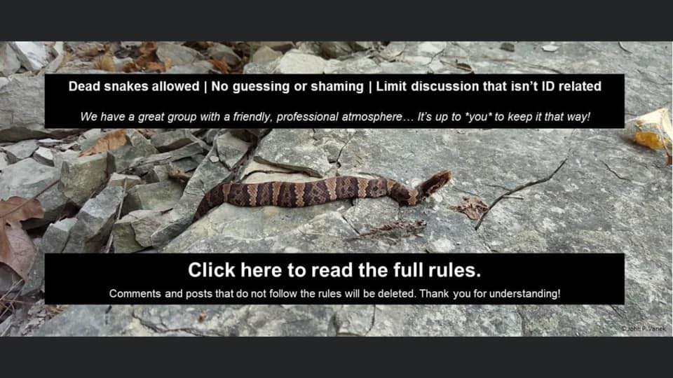 Snake Identification | This snake is short and fat, maybe it's not ...