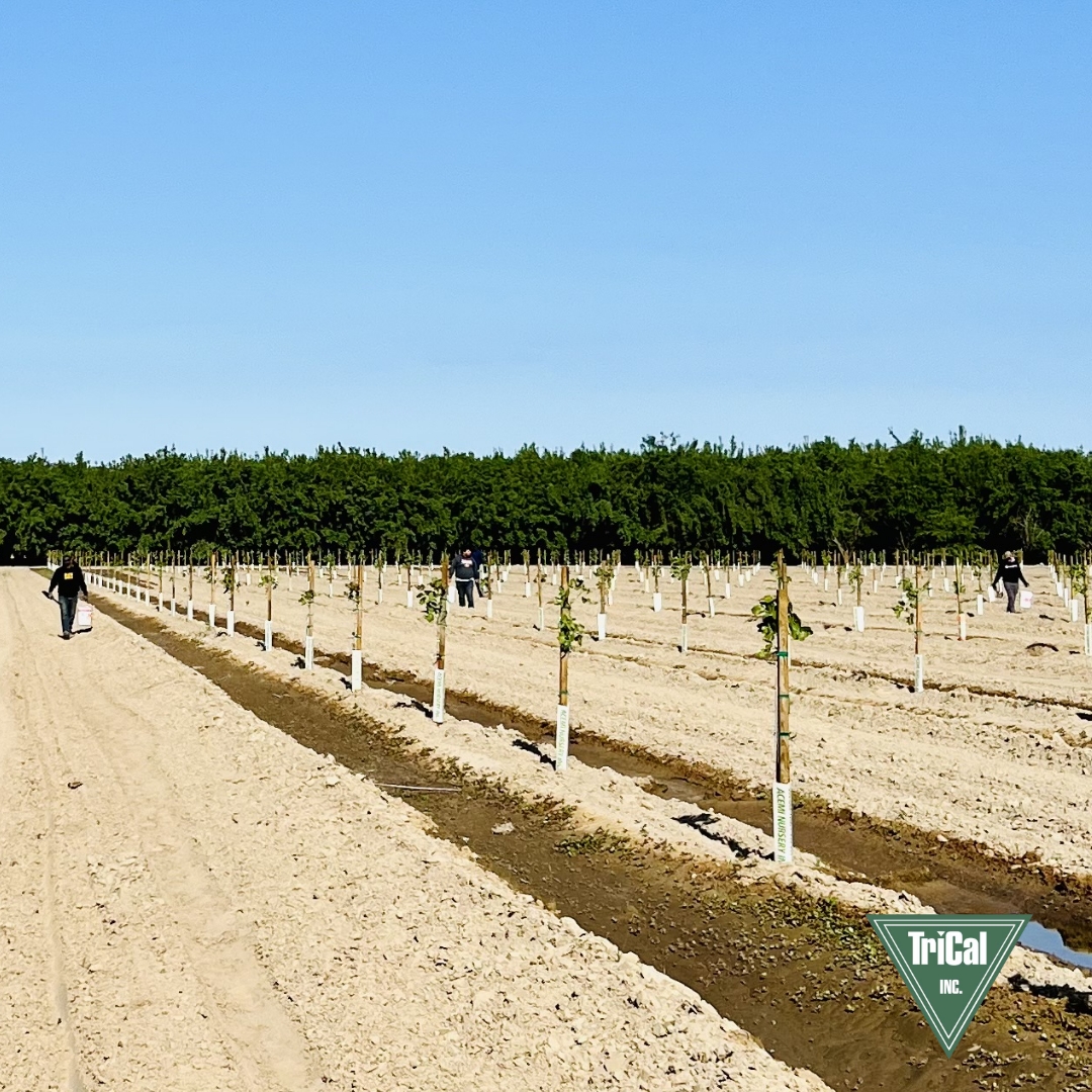 TriCal Inc. - The number of pistachio acres being planted...