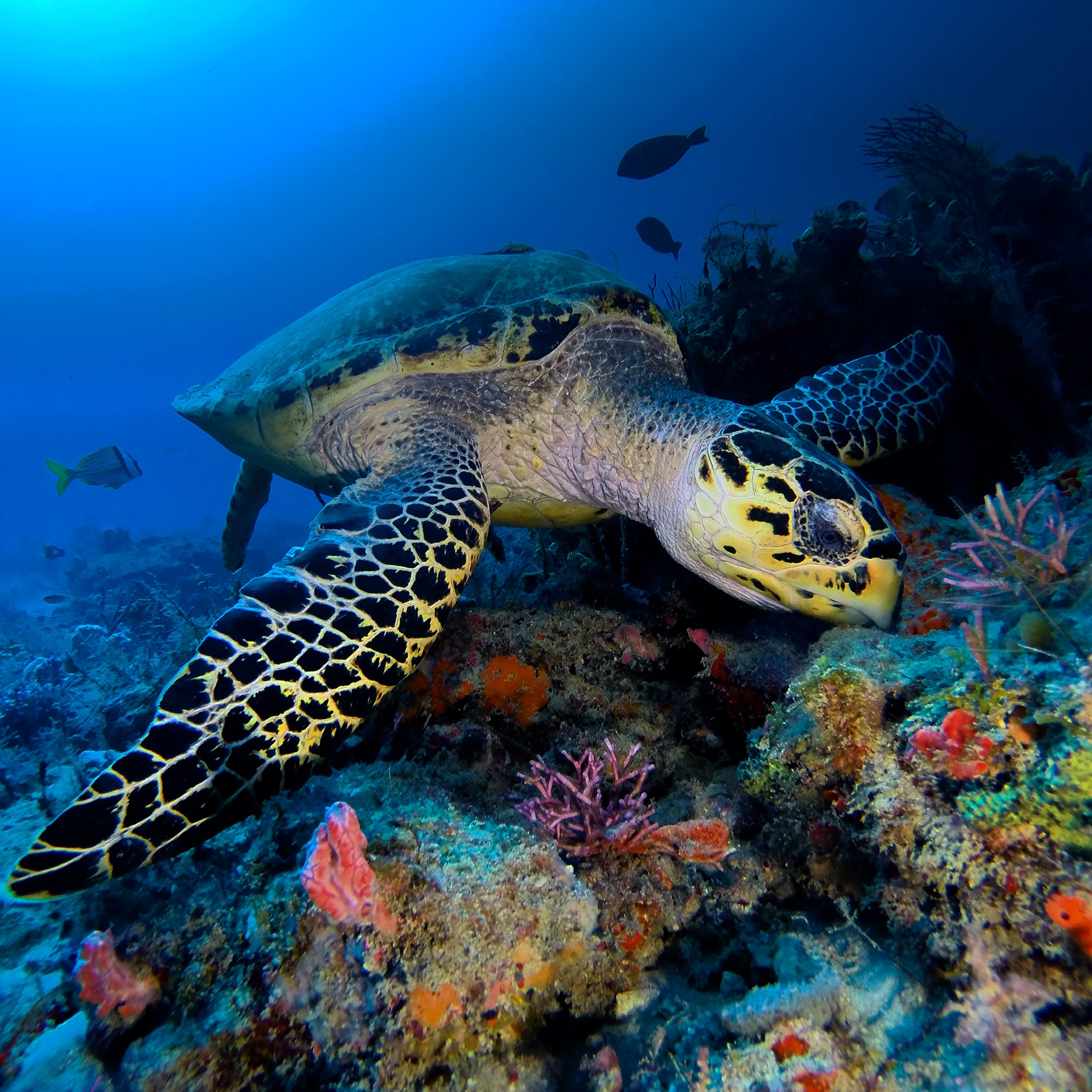 Sea - Did you know the hawksbill sea turtle is critically endangered in ...