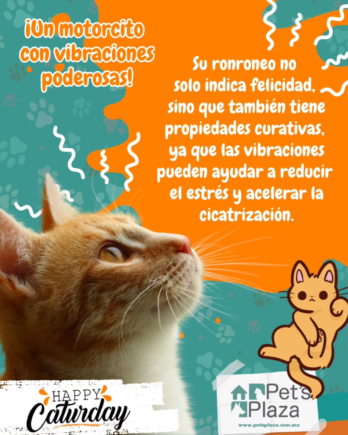 Pets - 🐱 #Caturday 🐱 En esta sección, exploramos el fascinante mundo de ...