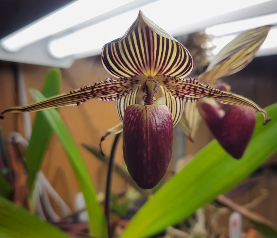 Paph rothschildianum orchid first bloom