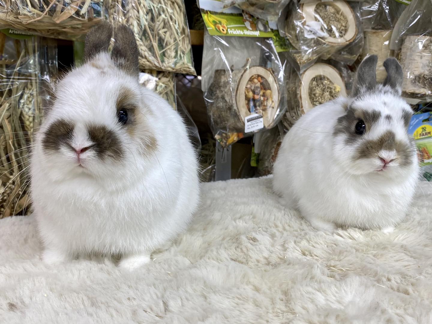 KB Rabbit - หนวดก็มีแล้ว แต่ทำไมหน้ายังหวานอยู่น๊ะ 🤔... | Facebook