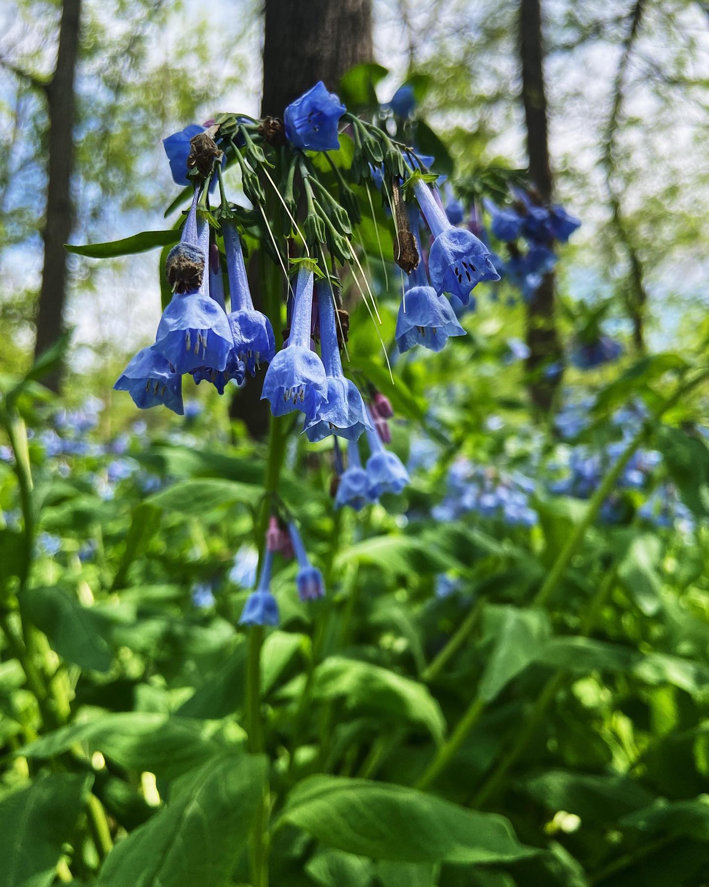 virginia bluebells (mertensia... - Learn With Ranger Em | Facebook