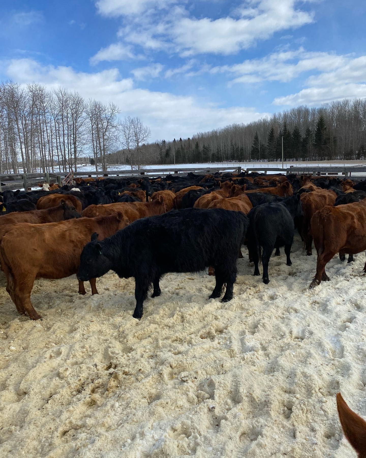 Griffith Ranch - BIG things happening at Griffith Ranch... | Facebook