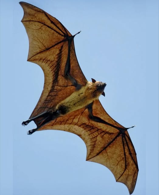 Bonitos - El mamífero volador más grande: el zorro volador de corona ...