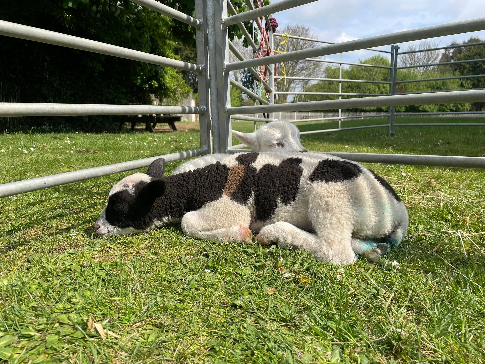 The Little Sherwood Farm Experience | Horsham