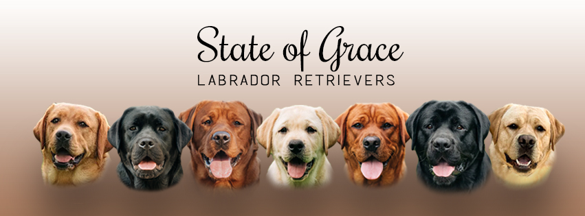 Barton Labs - Water time! #bartonlabs #bartonlabradors #montana #Utah # ...