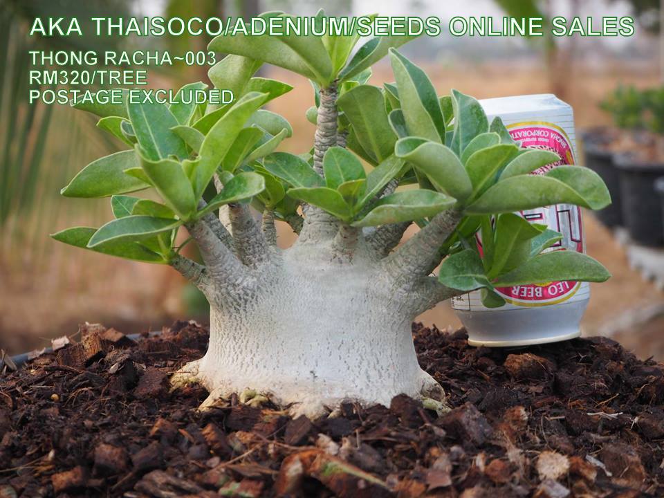 AKA Thaisoco/ Adenium/Seeds Online Sales | Malacca City
